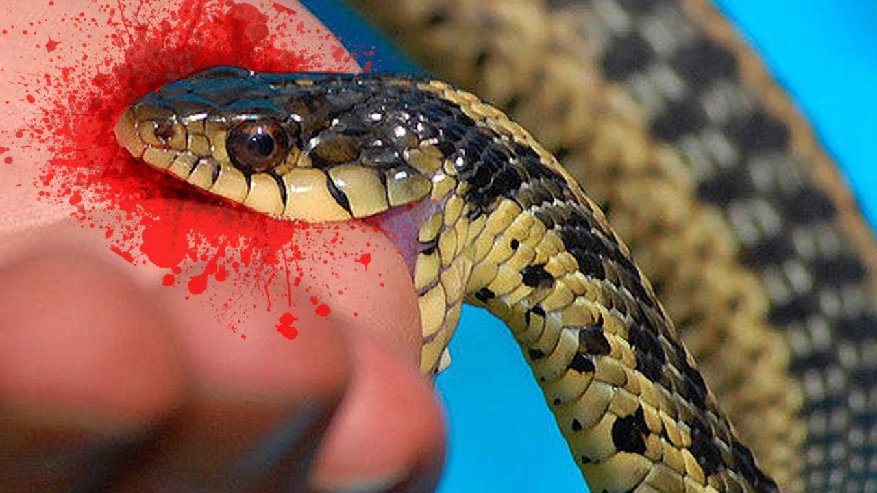 Толкование сна змею убить на сайте сонник гуру