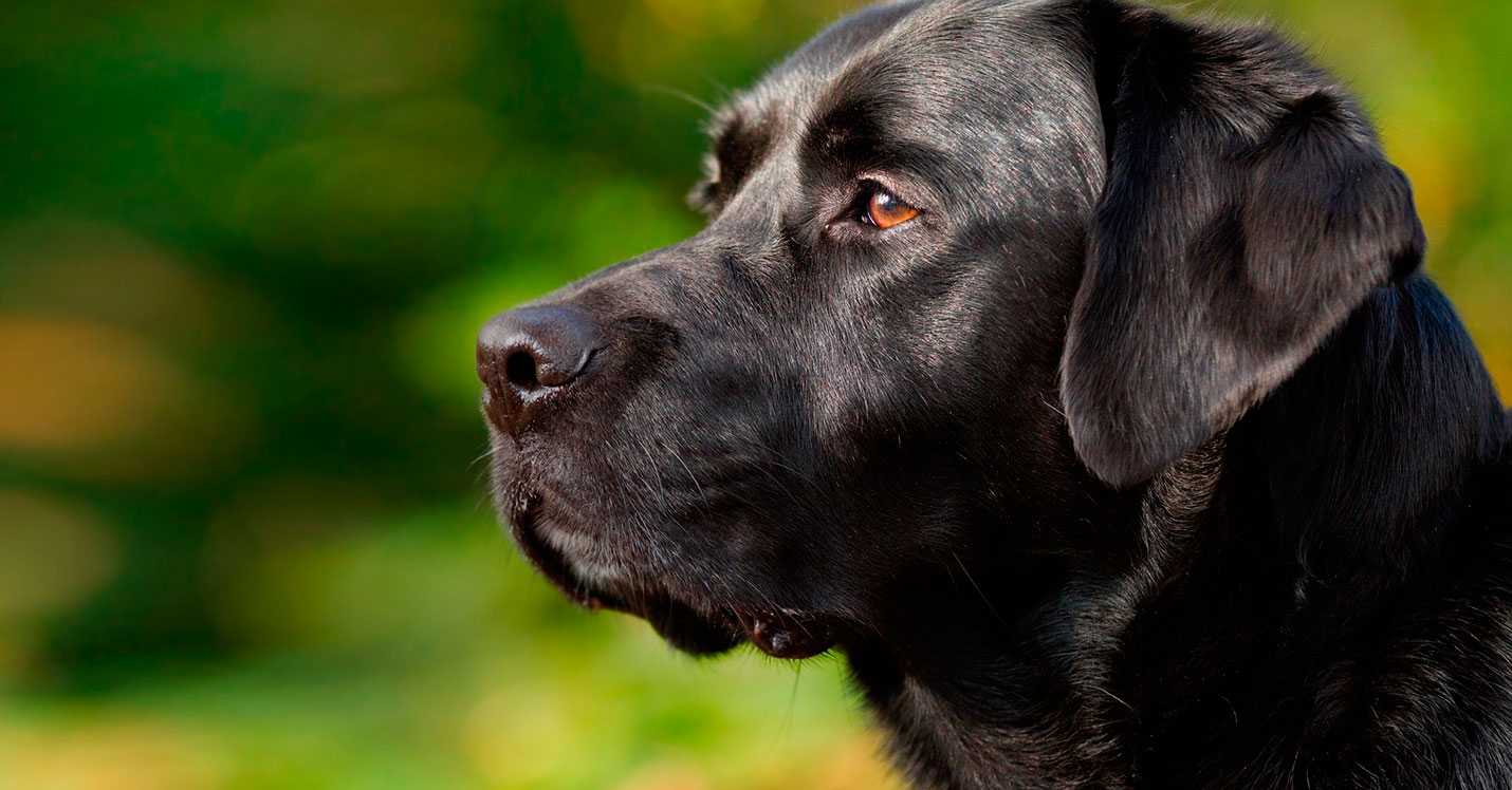 Что означает сон про черную собаку — значения по 38 сонникам