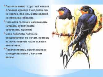 Доклад о перелетных птицах. Ласточка птица описание. Доклад про ласточку. Рассказ о птицах. Коротко о Ласточке.