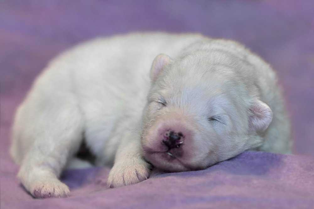 К чему снится щенки маленькие женщине замужней. Белая собака во сне. Новорожденные щенки белые. Приснился маленький щенок. Снятся белые щенки.