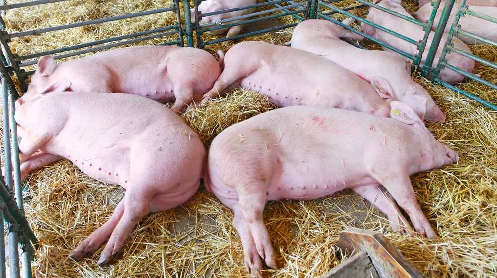 К чему снится свинья - значение сна свинья по соннику