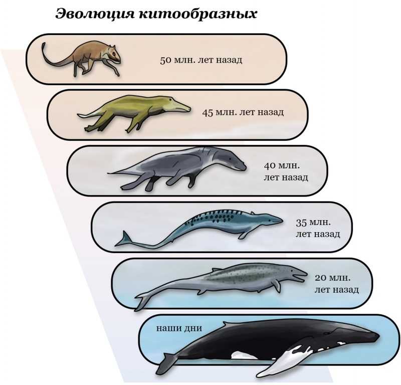 Косатка. владычица морей