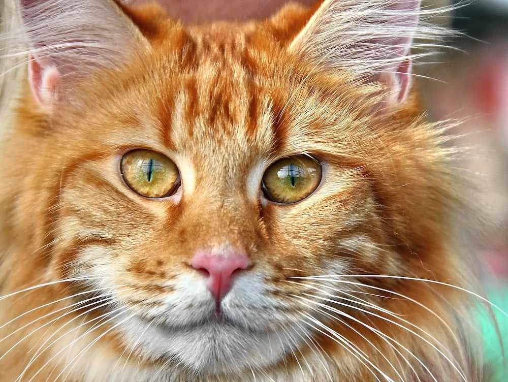 Сонник — рыжий котенок