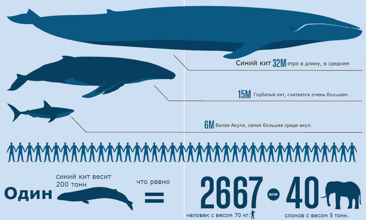 сколько в длину член кита фото 62