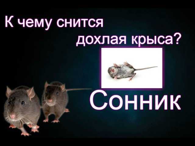 К чему снятся крысы - толкование сна онлайн