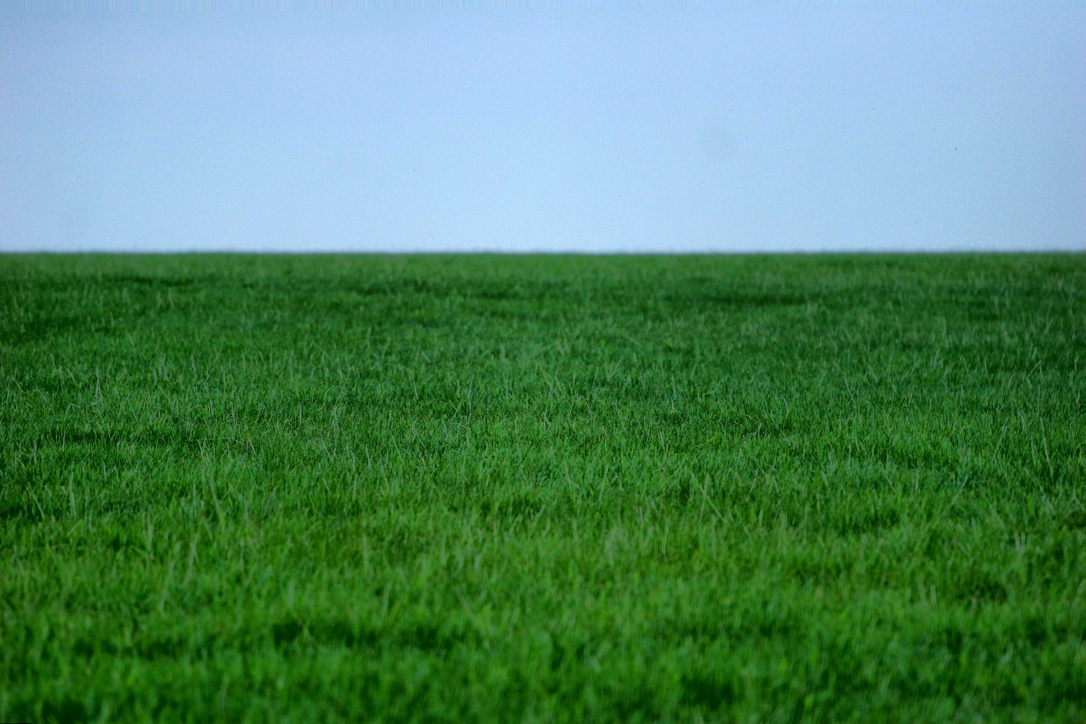 Земля пал. Зеленый газон. Густая трава. Трава поле. Поле с зеленой травой.