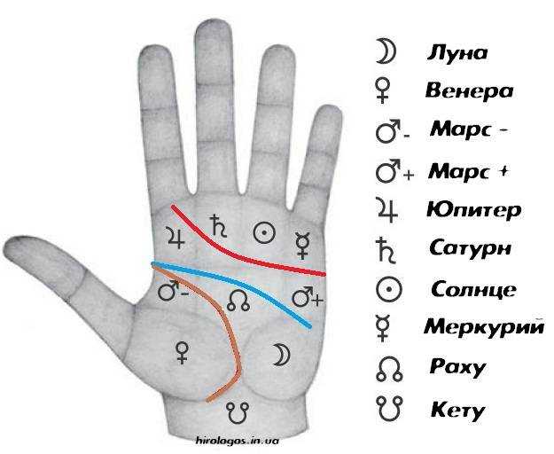 Всего лишь посмотреть на руку: длина пальцев расскажет об индивидуальности