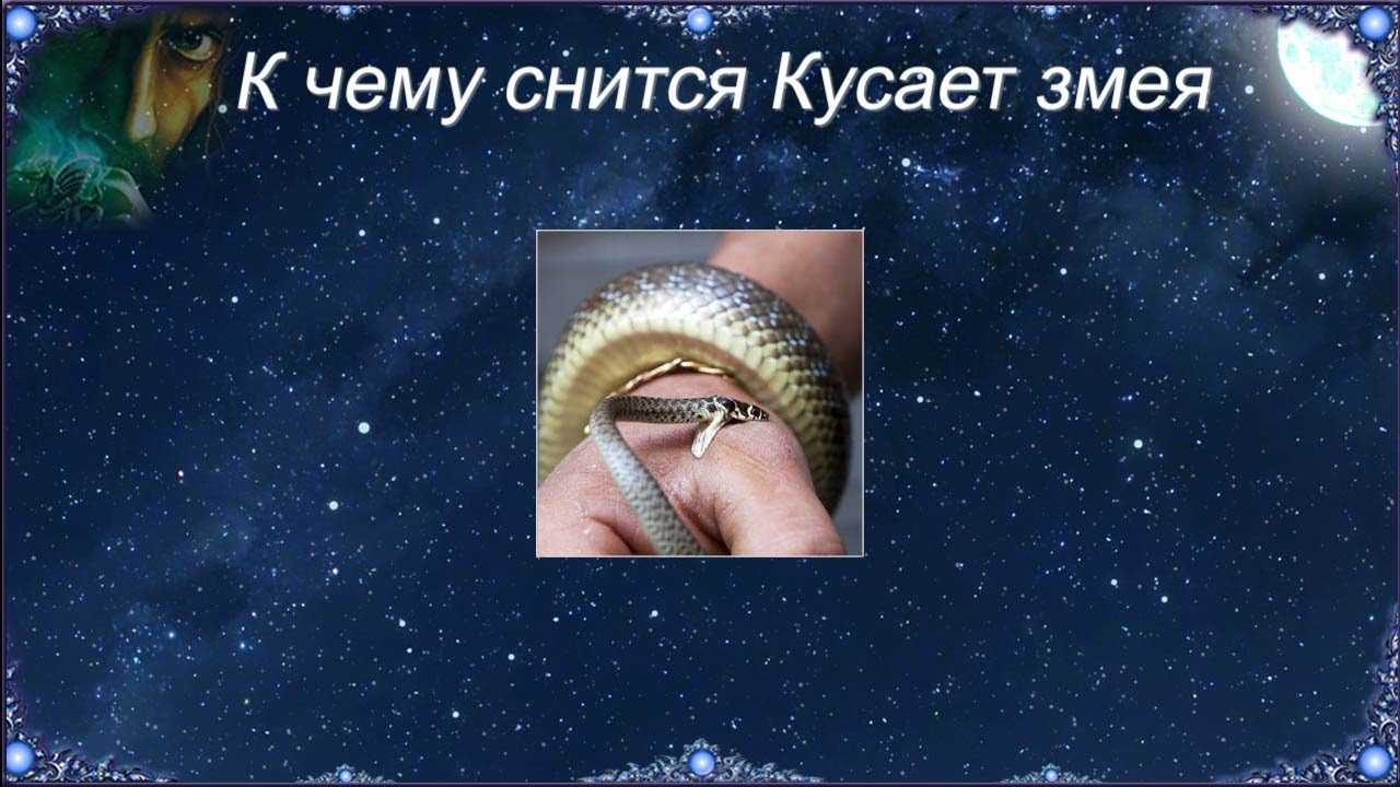 ᐉ к чему снится укус осы в руку сонник - x-sonnik.ru