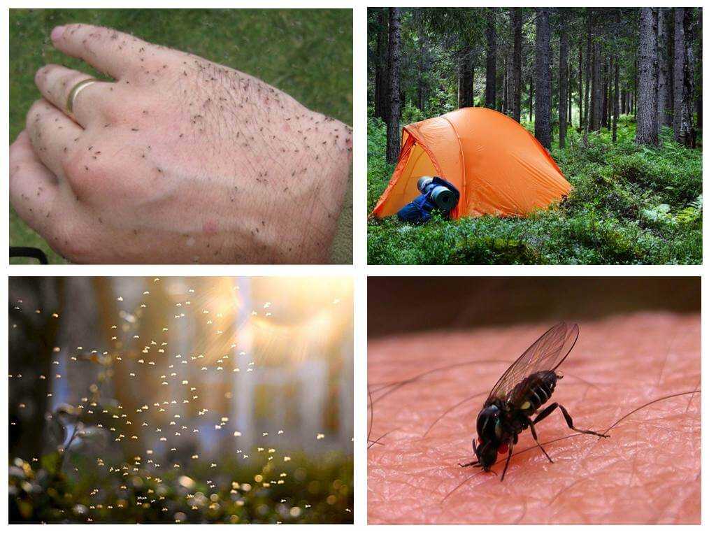 К чему снятся комары – сонник энигма