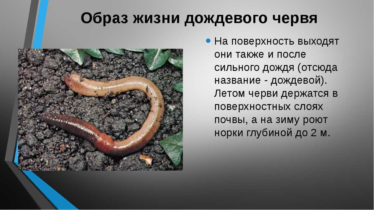 Почему называется карта черви