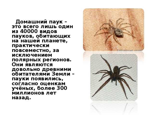 63 приметы о пауках в доме