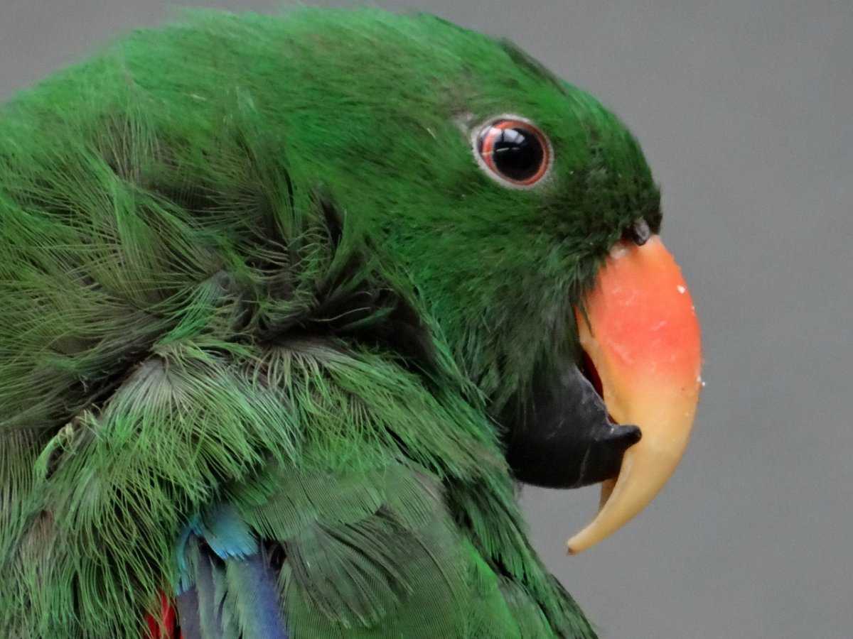 К чему снится попугай - толкование для женщин и мужчин: сонник на каждый день