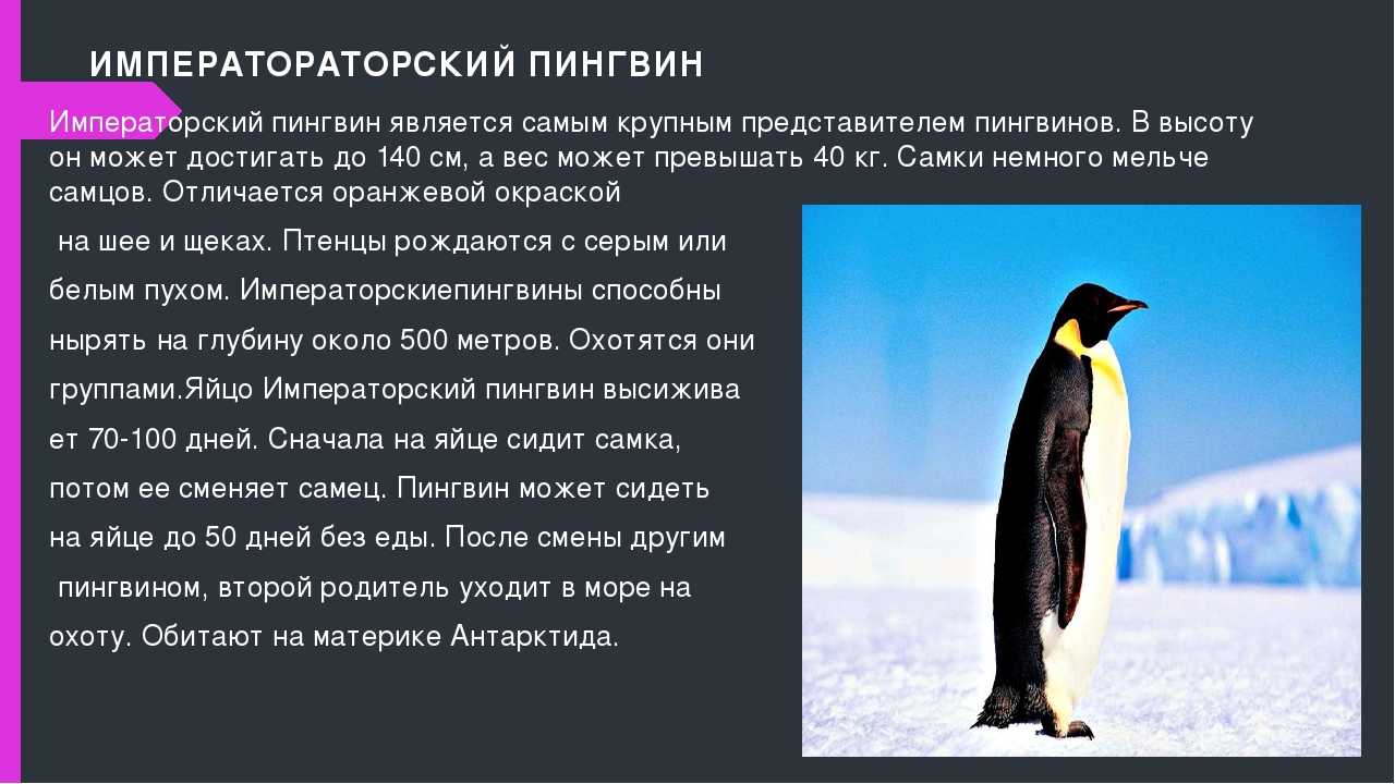 К чему снится пингвин по соннику? видеть во сне пингвина  - толкование снов.