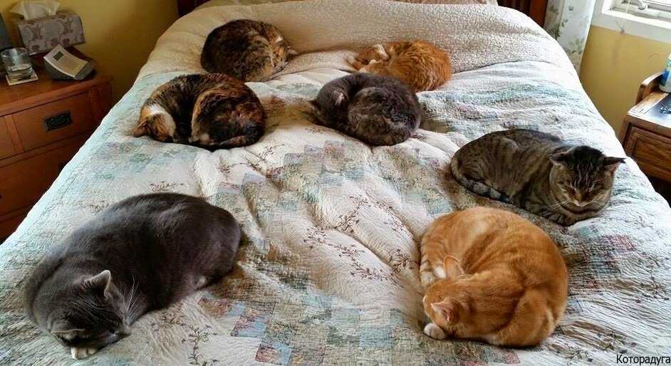 «кошка к чему снится во сне? если видишь во сне кошка, что значит?»
