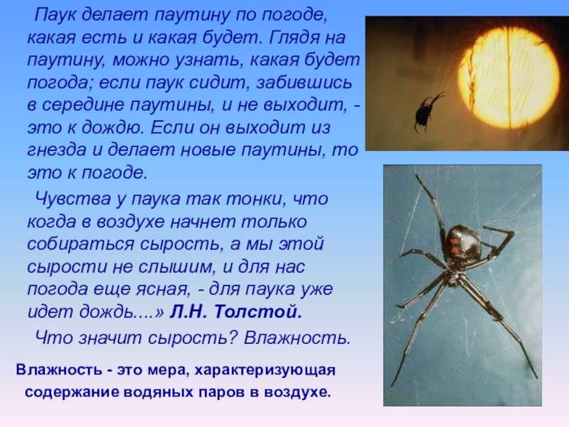 К чему снится ловить паука во сне - по всем сонникам